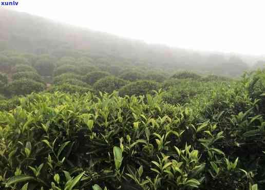 潮州岭头单丛茶海拔高度及价格解析，一探其独特特点