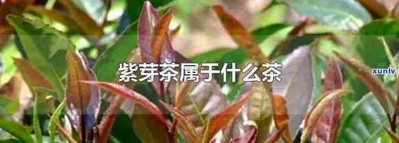 紫芽属于什么茶类，探秘茶叶世界：紫芽属于哪一类茶？