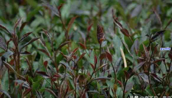 什么叫紫芽茶，探秘紫芽茶：这是一种什么样的茶叶？