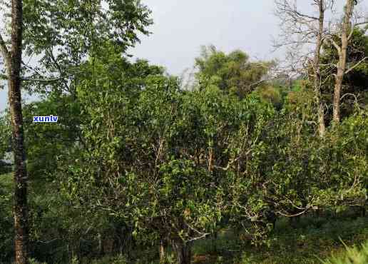 雷达山古树：哪个区的著名景点，其茶叶又有哪些特色？