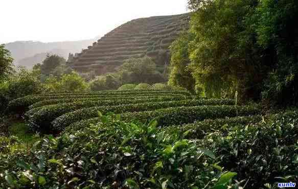 雷达山属于哪个茶区，雷达山：揭秘其所属的茶区