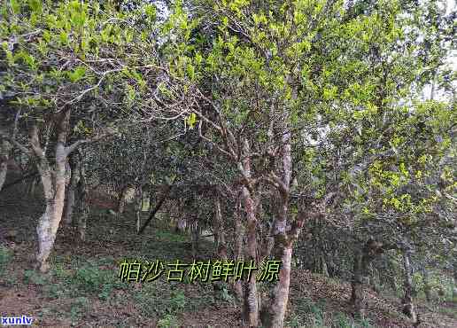 雷达山帕沙古树口感-雷达山古树是哪个区