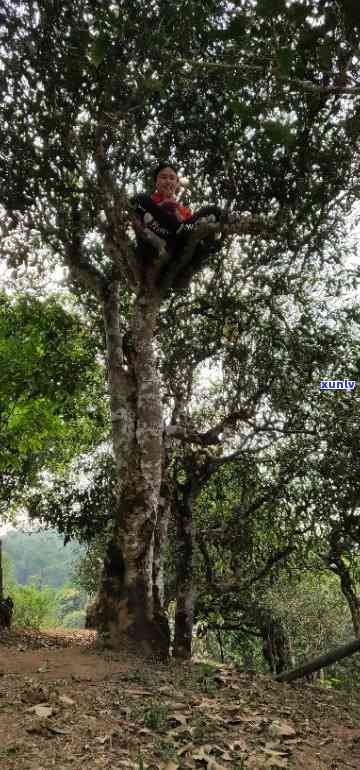 雷达山帕沙古树口感-雷达山古树是哪个区