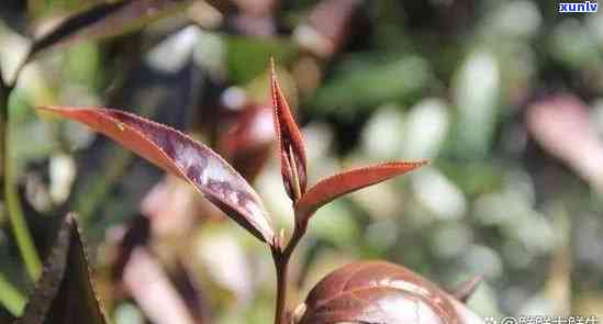 野生紫芽苞：揭秘其茶类身份与植物特性