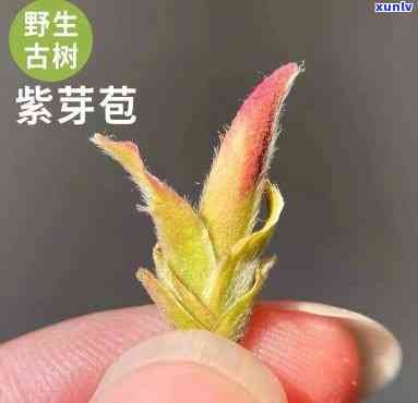 野生紫芽苞：揭秘其茶类身份与植物特性