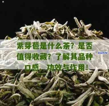 野生紫芽苞是什么茶贵吗，揭秘野生紫芽苞：一种珍贵的茶叶品种