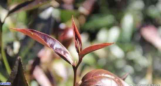 野生紫芽苞是什么茶叶，「野生紫芽苞」是什么茶？探究其品种和特点