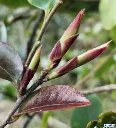 野生紫芽苞是什么茶叶，「野生紫芽苞」是什么茶？探究其品种和特点