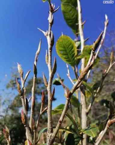 野生紫芽苞是什么茶叶，「野生紫芽苞」是什么茶？探究其品种和特点