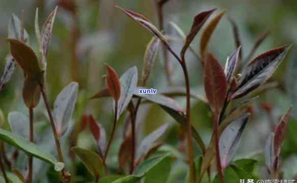 野生紫芽苞是什么茶叶，「野生紫芽苞」是什么茶？探究其品种和特点