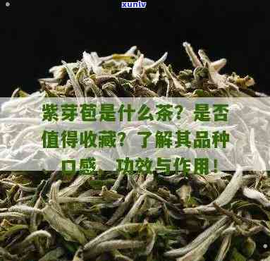 野生紫芽苞是什么茶叶，「野生紫芽苞」是什么茶？探究其品种和特点