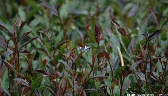 野生紫芽苞是什么茶叶，「野生紫芽苞」是什么茶？探究其品种和特点