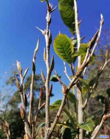 野生紫芽苞是什么茶-野生紫芽苞是什么茶类