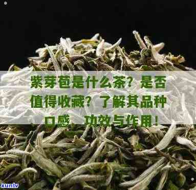 紫芽苞茶属于什么茶种，紫芽苞茶：探索其所属的茶种类型