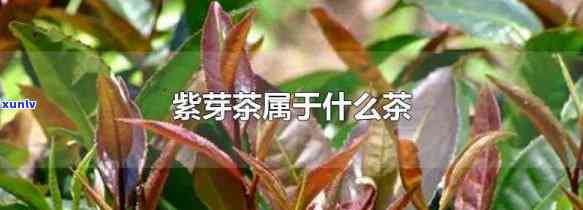 紫芽苞是属于什么茶-紫芽苞属于什么茶类