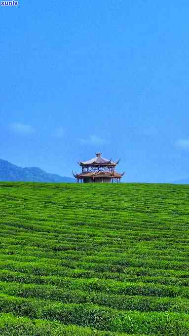 江哪里有喝茶的地方，寻找江的茶香之地：哪里可以品尝到美味的茶？