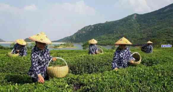 江哪里有喝茶的地方，寻找江的茶香之地：哪里可以品尝到美味的茶？