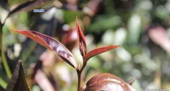 紫芽苞是普洱茶吗，解惑：紫芽苞真的是普洱茶吗？