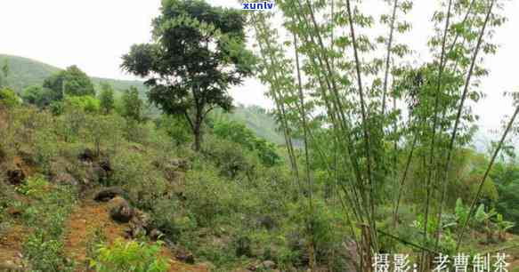 临沧野生紫芽，《探访云南临沧：揭秘野生紫芽的神秘魅力》