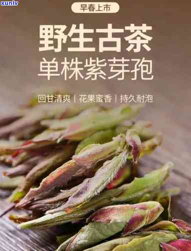 云南紫芽孢茶是什么茶，揭秘云南紫芽孢茶：它到底属于哪种茶类？