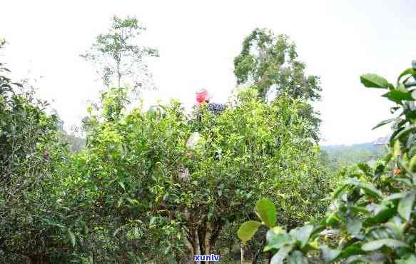 中茶布朗山大树茶：从2000年到2012年的精选回顾