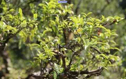 木古树茶属于什么茶，探秘茶叶世界：揭秘木古树茶的分类与特点