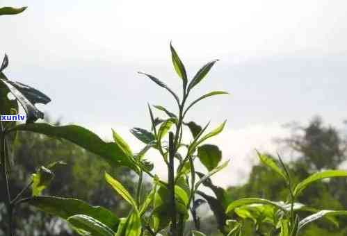 木和古树茶的口感，品味岁月沉淀：探索木与古树茶的独特口感