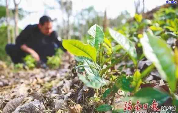 澄迈苦丁茶种植园地址查询：寻找海南特色茶叶的去处