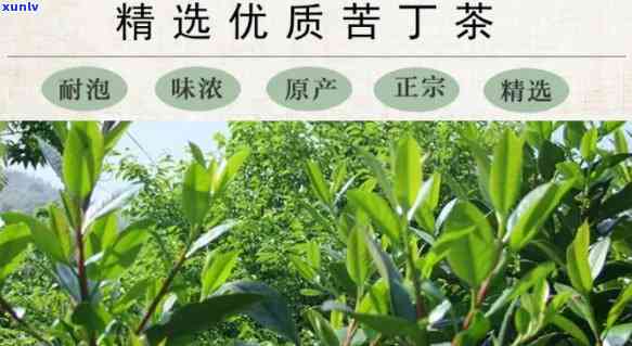 澄迈万苦丁茶价格-海南澄迈万苦丁茶官网