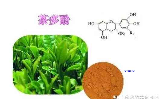 红茶中茶多酚衍生物主要有：种类、作用及应用探讨