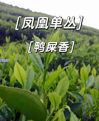 凤凰单丛鸭屎香：红茶or绿茶？特点及品鉴