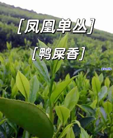 中茶凤凰单丛鸭屎香-凤凰单丛茶 鸭屎香