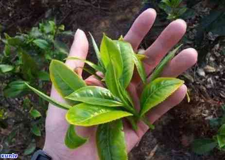 红茶中茶黄素的含量高吗？了解其原因及饮用建议