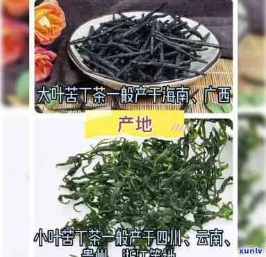 澄迈苦丁茶海口经销售部：哪里有卖？价格多少？