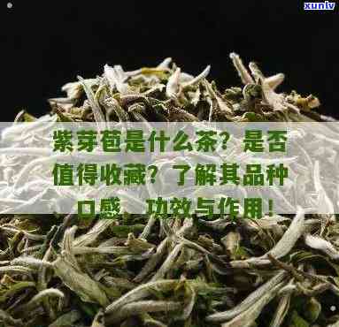 紫芽茶多少钱一斤？高清图片大汇总，附带价格信息