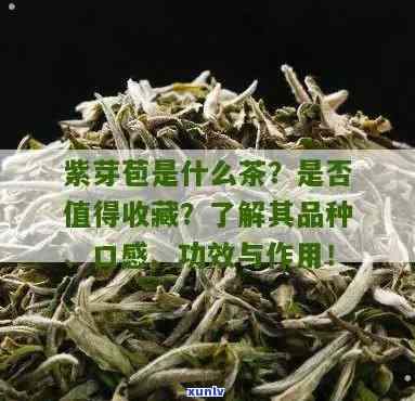 紫芽茶多少钱一斤啊，询问价格：紫芽茶每斤售价是多少？