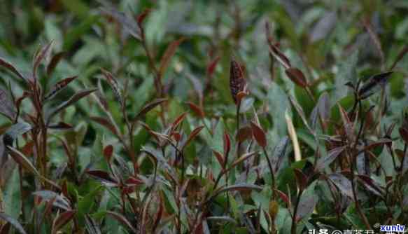 紫芽茶多少钱一斤啊，询问价格：紫芽茶每斤售价是多少？