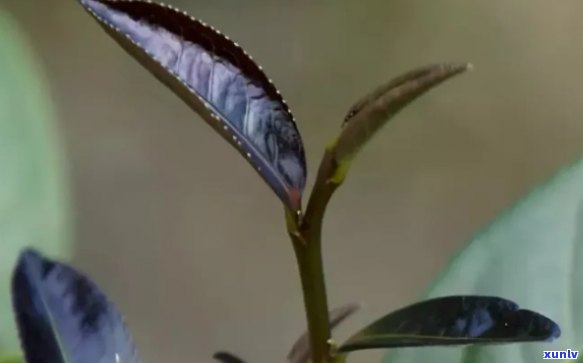 紫芽茶的口感，品尝紫芽茶：独特的口感体验