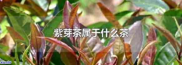 紫芽茶多少钱一斤啊-紫芽茶多少钱一斤啊图片