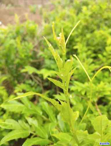 来凤金祈藤茶生物上市，来凤金祈藤茶生物成功上市，开启新篇章！