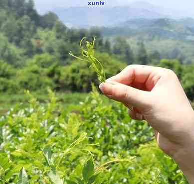 来凤金祈藤茶生物上市，来凤金祈藤茶生物成功上市，开启新篇章！