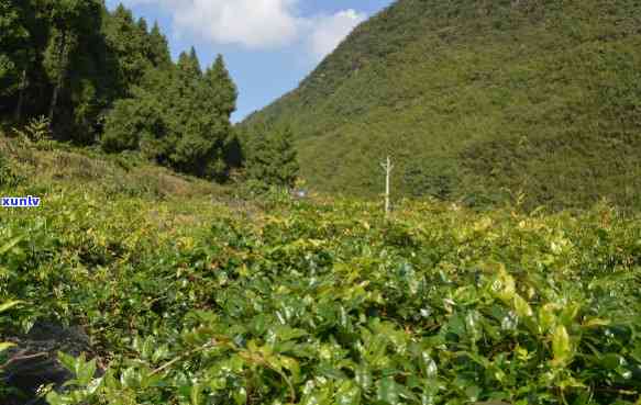 来凤金祈藤茶生物上市，来凤金祈藤茶生物成功上市，开启新篇章！