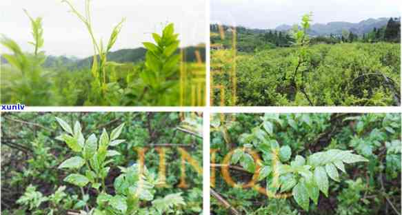 来凤金祈藤茶的价格-来凤金祈藤茶多少钱一盒