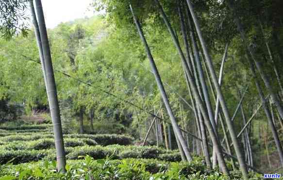 白竹山茶厂，探访白竹山茶厂：品味清香，领略茶园风情