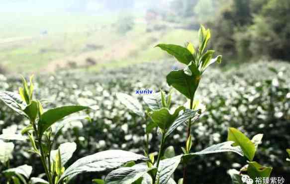 资源复兹茶：功效与代用茶介绍