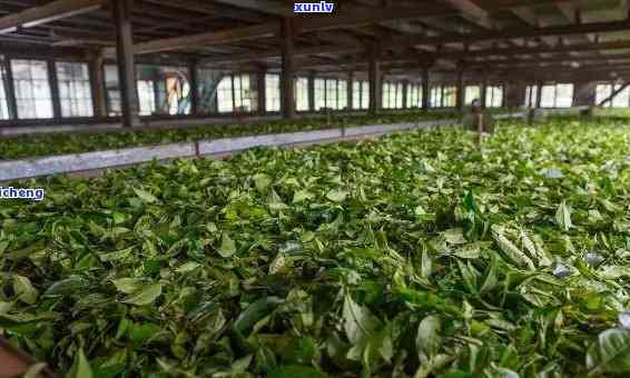 澜沧茶厂出过什么茶，探寻澜沧茶厂的茶历