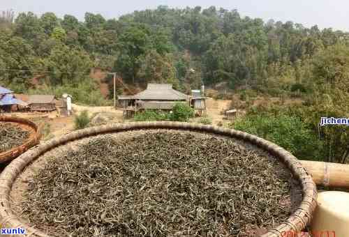 云南澜沧茶厂有名吗，探秘云南澜沧茶厂：这个历悠久的茶厂是否真的有名？