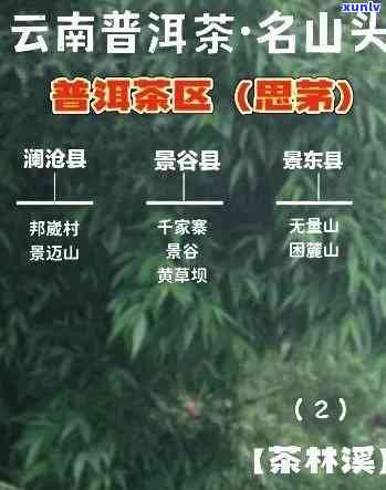 澜沧古茶：产地、品种与企业全揭秘