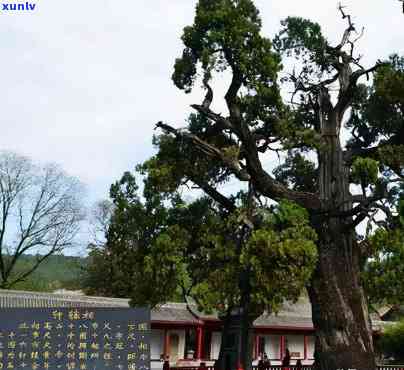 中国最美古树排行榜最新，揭秘中国最美古树排行榜最新榜单！