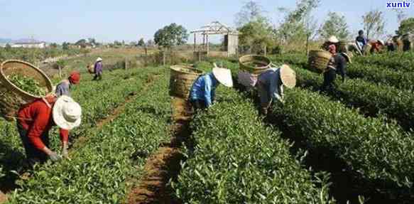 中茶现在有什么茶厂生产，探究中茶的茶叶生产基地：目前有哪些茶厂在运作？